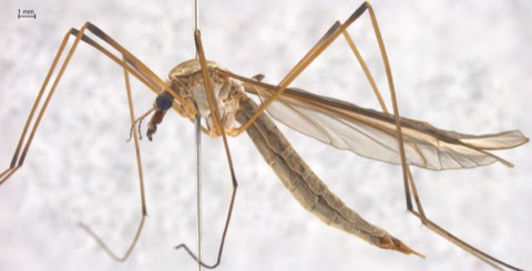 Tipula oleracea 1